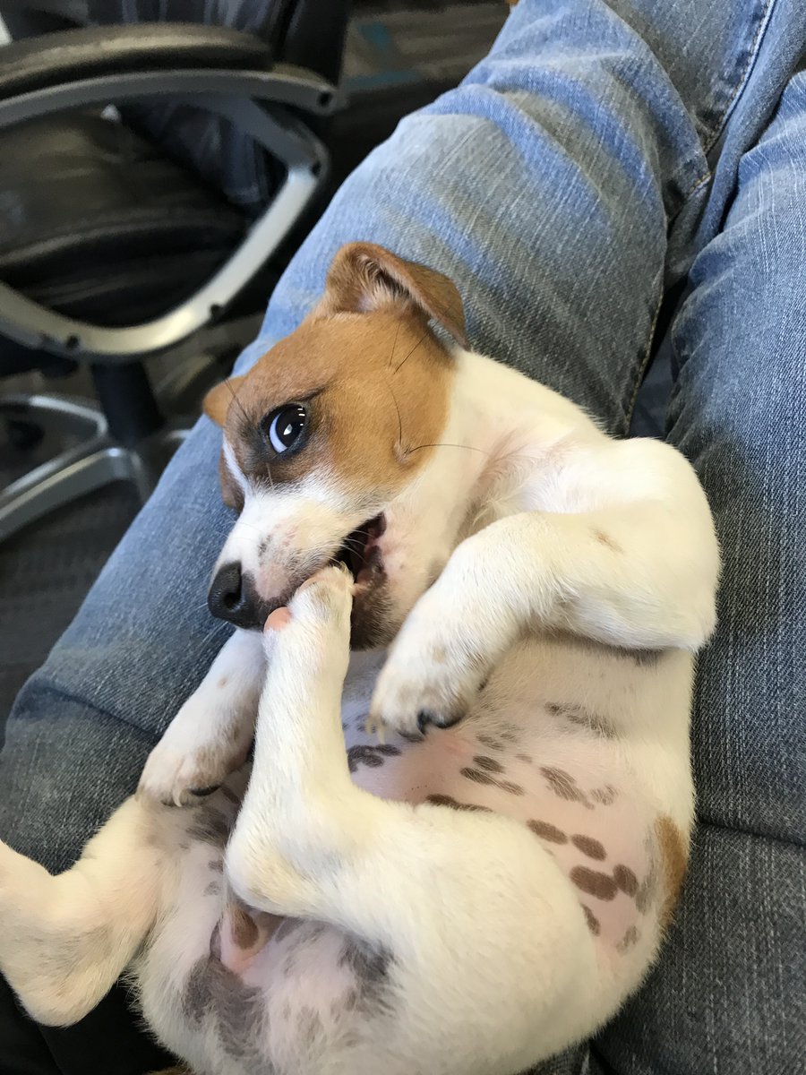traitify's tweet photo. Say hi to Gilly
This Jack Russell Terrier is the epitome of the Promoter archetype at age 3. Craving a successful upward trajectory, she literally fears going down stairs. And she loves being on the water, but not in it, boating with @DanSines.
#traitify #petswithpersonality https://t.co/z5AksUHJ6Q