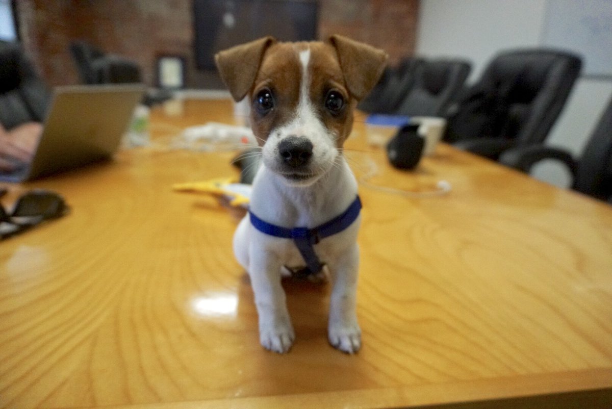 traitify's tweet photo. Say hi to Gilly
This Jack Russell Terrier is the epitome of the Promoter archetype at age 3. Craving a successful upward trajectory, she literally fears going down stairs. And she loves being on the water, but not in it, boating with @DanSines.
#traitify #petswithpersonality https://t.co/z5AksUHJ6Q