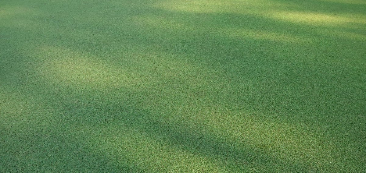 BryanHawes's tweet photo. Greens are looking good! https://t.co/SXXE5GNQvm