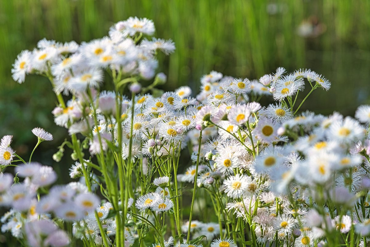 AstaPappataci's tweet photo. 水元公園のハルジオン　凄い密度で生えてる😮

#ハルジオン
#commonfleabane
#春紫菀
#Erigeron_philadelphicus https://t.co/KD7MLNhlt5