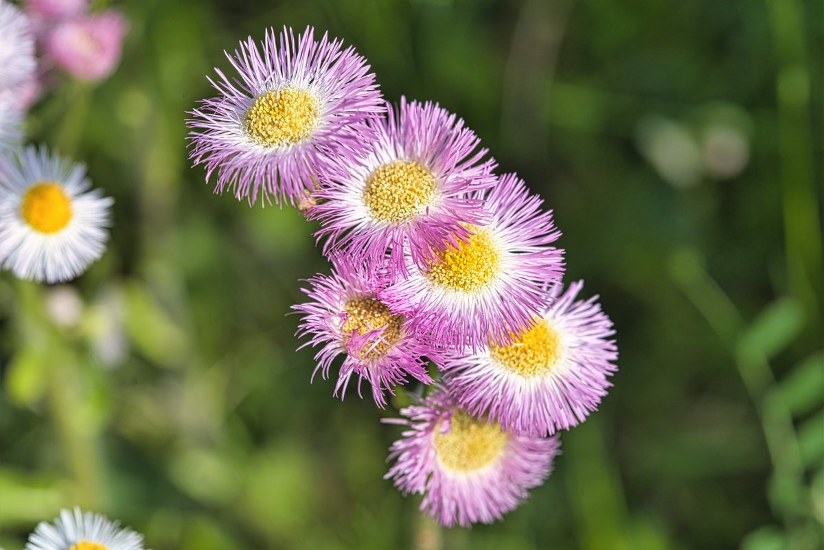 AstaPappataci's tweet photo. 水元公園のハルジオン　凄い密度で生えてる😮

#ハルジオン
#commonfleabane
#春紫菀
#Erigeron_philadelphicus https://t.co/KD7MLNhlt5