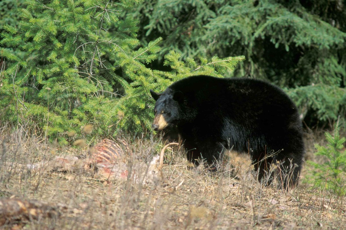 ofah's tweet photo. May 1, 2021 marks the return of a regular spring #blackbear hunting season in #Ontario. No more court battles, no more pilot and no more need to fight for a sustainable hunt that never should’ve been lost in the first place. https://t.co/1QgLkCDYg1
#springbearhunt #spring2021 https://t.co/Al2BVrftjK
