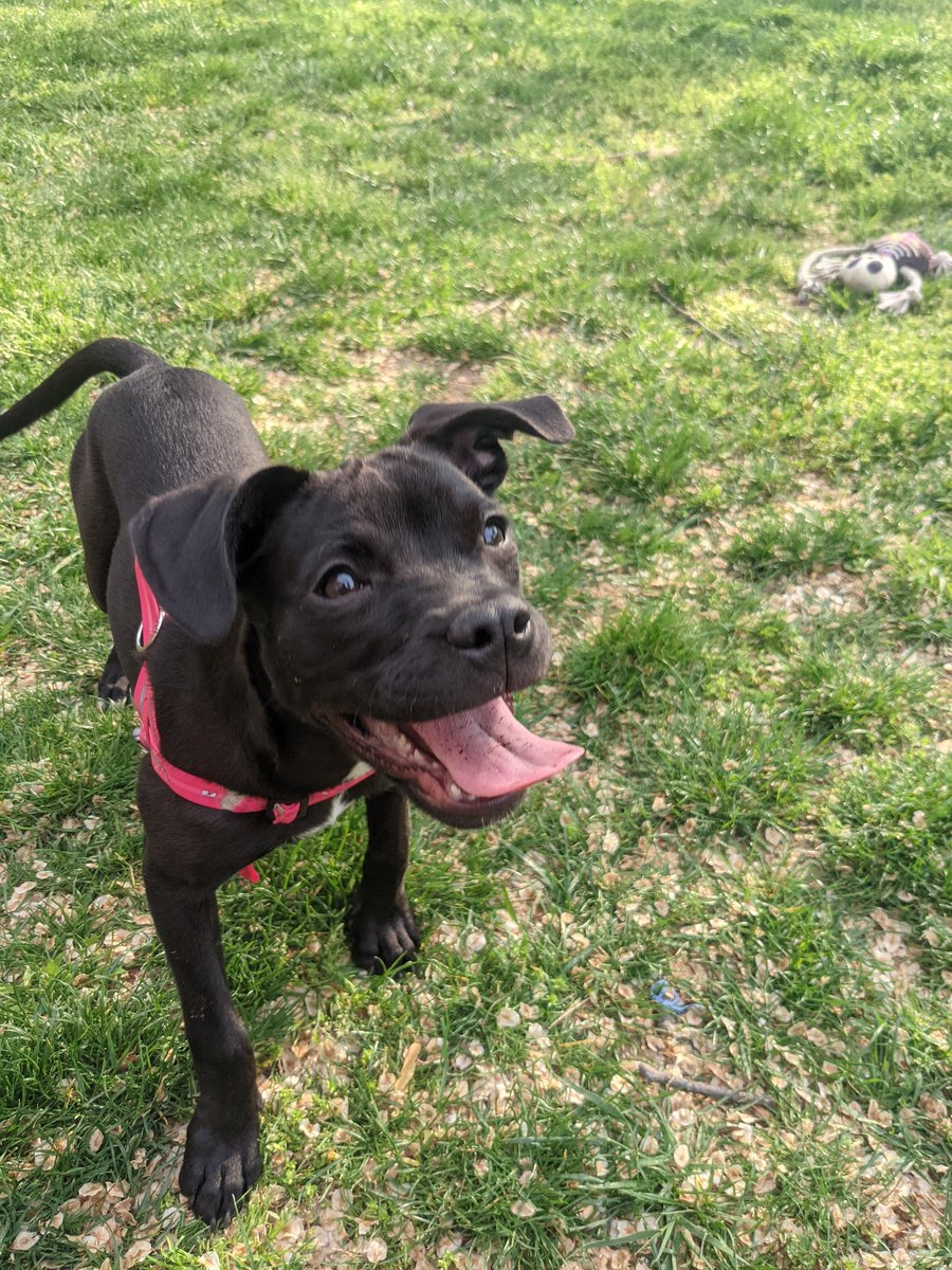 speshulted's tweet photo. Good morning!
Focus on the right thing and you'll find happiness. (in this case, a stick)
#AdoptDontShop
#RescueDog
#fosterfail
#throwthestick https://t.co/CRpBrRnFwn