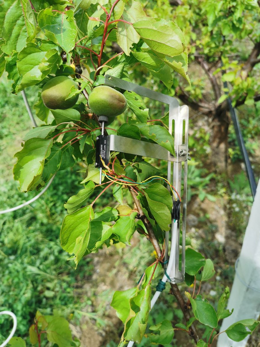 Fruit gauges season get started. Let's see how apricots work #POM #vascularflows #APRICOT #fruitphysiology