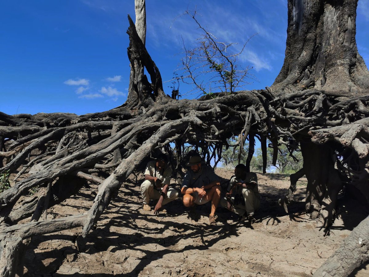 EcoTraining's tweet photo. #Zambia - An amazing bit of erosion means this tree's roots have been exposed and formed a lattice under which we looked at tracks in the clay.
📷 Michael Anderson
#roots #tree #tracks #tracking #EcoTraining #EcoTracker #EcoTracerCourse #courses #Zambia https://t.co/8HIh2dLF4q