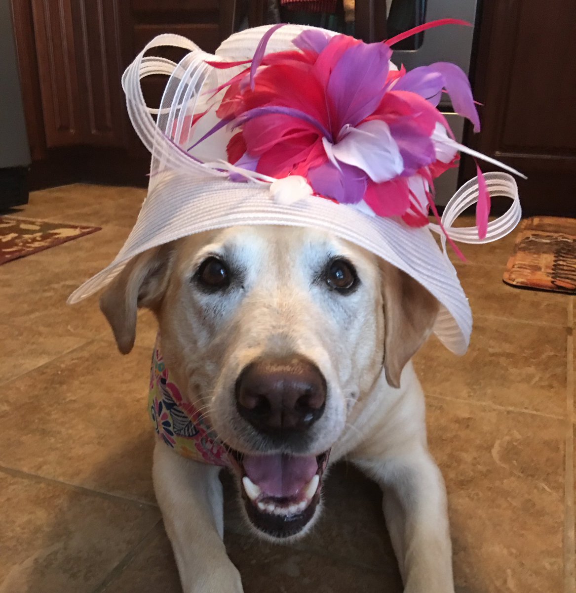 kalexander27's tweet photo. Happy Oaks Day! #KentuckyOaks 🌺 https://t.co/2vR4PUn1zW