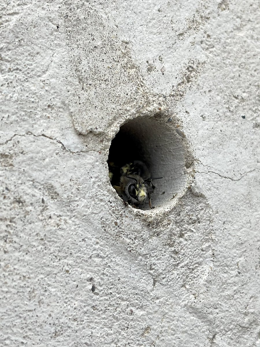 Hemos encontrado unas cuantas ¿abejas? acurrucadas en los agujeros de un poste. Los otros animales resistiendo al asfalto, a nuestras construcciones y destrucciones de la mejor manera que pueden. 🐝