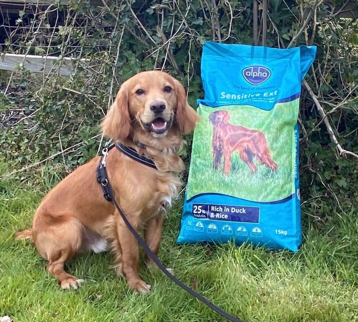 AlphaFeeds's tweet photo. ⭐ Sponsor Spotlight ⭐ 

Here we have Finn with our Sensitive Extra food! 

Finn is on his journey in becoming a hoopers dog! 

Say 'Hi' to Finn! 

#Alpha #Feeds #hooperstraining #hoopersdog #hoopersdogsport #hoopersdogs #dogs #training #dogsofinstagram #dogsofinsta #doggo https://t.co/5yqZqlu9oe