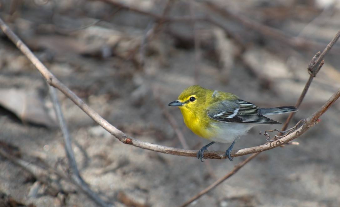 PointPeleeNP's tweet image. Stay local, stay safe and tune in to our virtual spring migration celebration. ow.ly/5vuH50Excxv
(📷: Justin Peter)
#Inthistogether #Planahead #VirtualProgramming