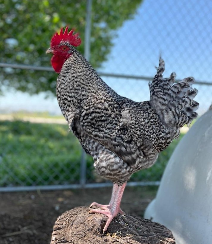 HSNT1's tweet photo. Young Silas is still here! This handsome guy shouldn't be kept waiting — please share his post with anyone looking for a rooster to join their flock! Email livestock@hsnt.org for more info and to adopt. https://t.co/BHJx5ZcoCE