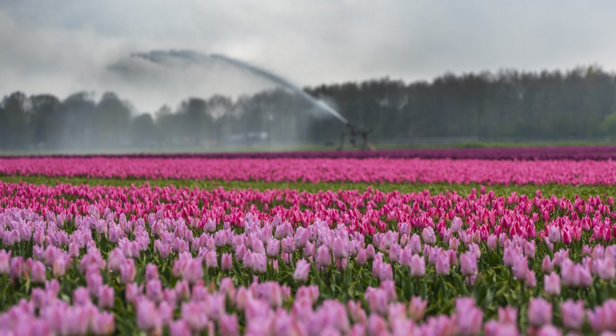 mariusvisser's tweet photo. https://t.co/t2ahBG3NQ9 De bloembollen worden beregend en ook nog eens met regen verrast, Top !! https://t.co/MBTHHxD5KT