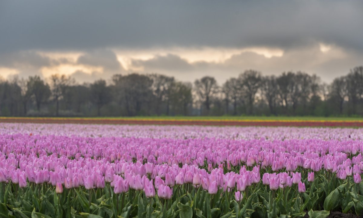 mariusvisser's tweet photo. https://t.co/t2ahBG3NQ9 De bloembollen worden beregend en ook nog eens met regen verrast, Top !! https://t.co/MBTHHxD5KT