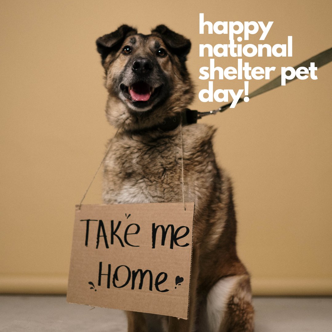 Happy National Shelter Pet Day! We love you and your shelter dogs :) #PortlandDogTraining #DenverDogTraining #NationalShelterPetDay