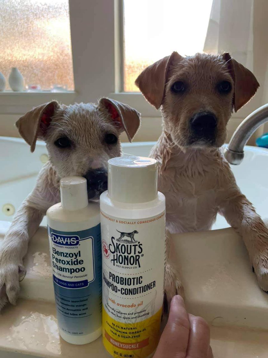 Important pupate: Calla and Blaan are still cute. And their skin is sooooo much better. They're getting closer to ready.