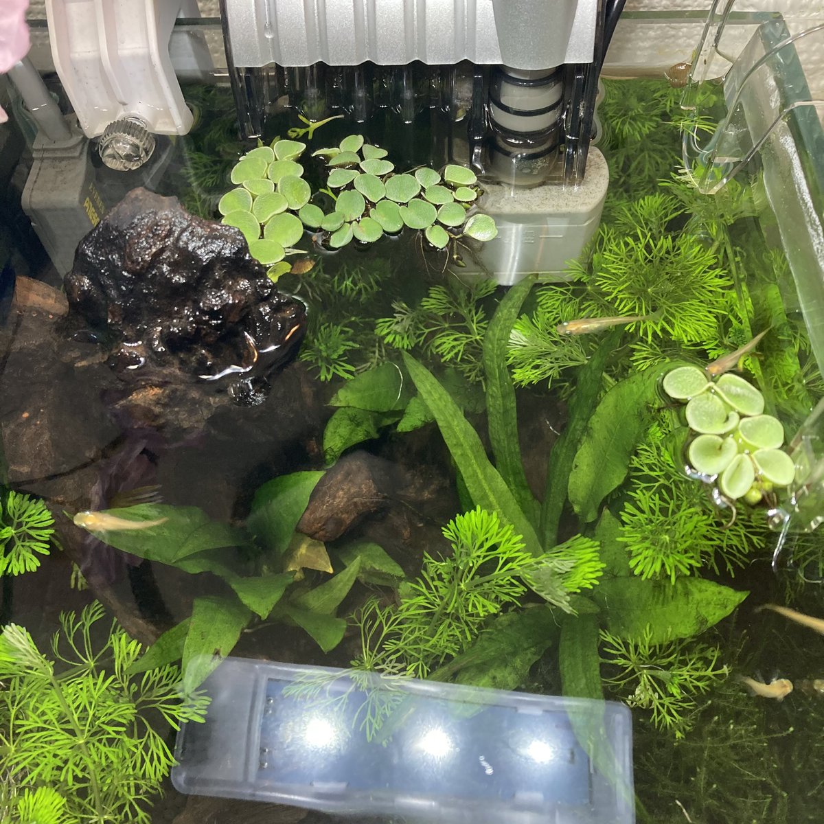 サルビニアククラータ