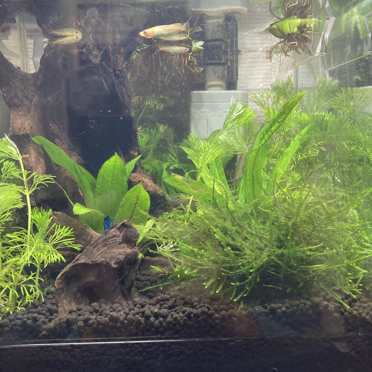 サルビニアククラータ