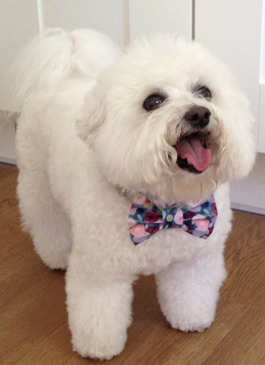 mmcrystals's tweet photo. Happy Friday everyone, from a very busy Mother Moon HQ, here is Missy Moon our very cheeky 14 year old Bichon Frise wearing her bow tie. She just wanted to let you know that you can’t dribble on a bow tie, quite handy for a small hungry dog 🐶 #dogsoftwitter #dogsinbowties https://t.co/D8o6FvGmTs