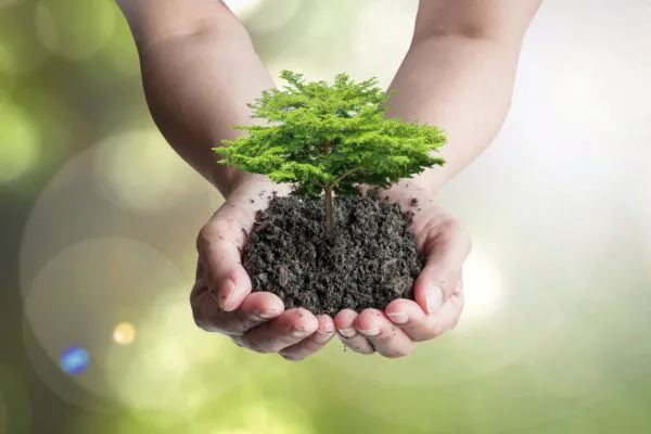 ACDeforestacion's tweet photo. 🗓️Hoy conmemoramos el Día del Árbol🌳, nuestros mejores aliados en la lucha contra el cambio climático. Así que les vamos a contar algunas curiosidades. https://t.co/XpMVQwTlGw