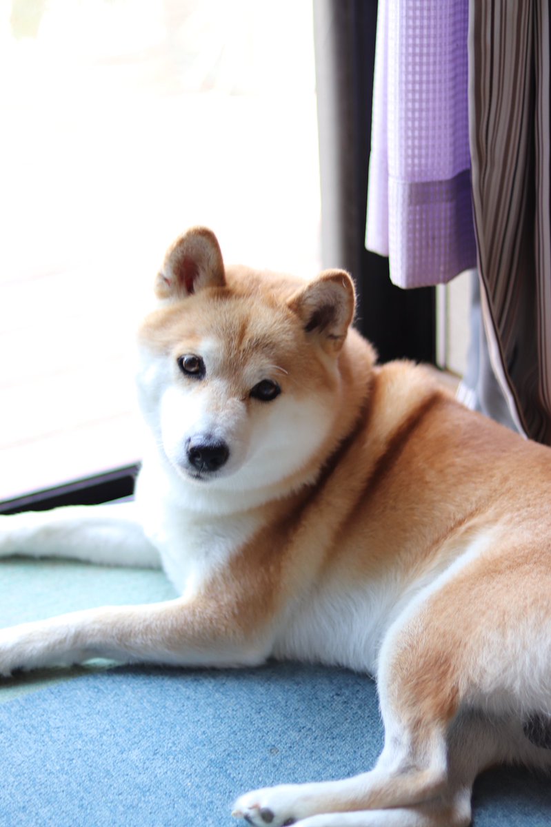 Toki 猫になりたい Sugar Twitter