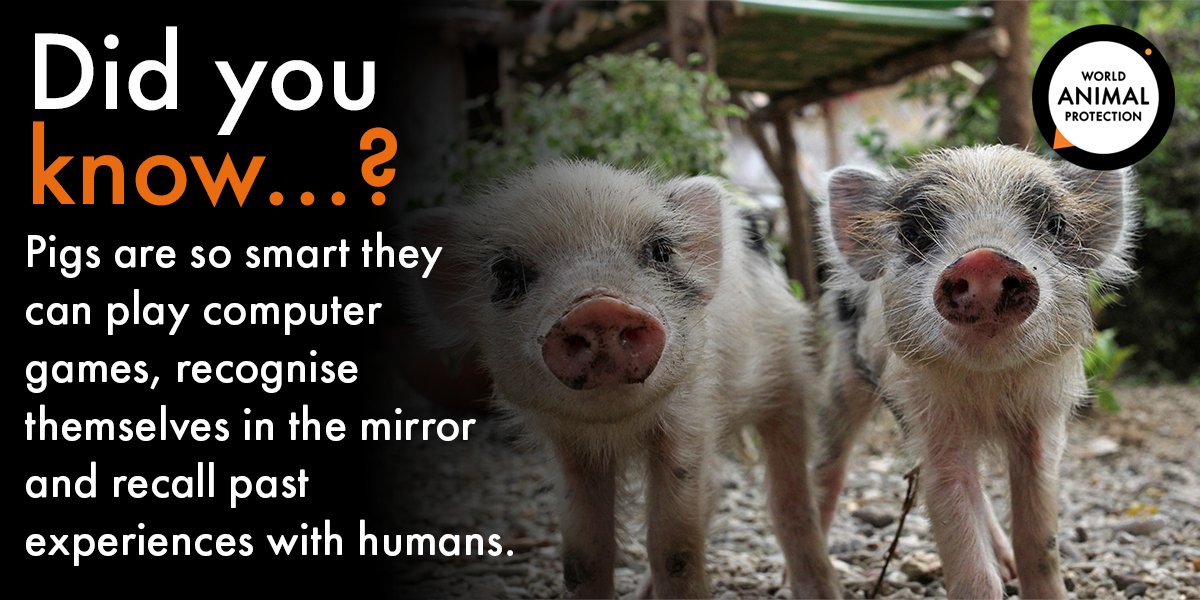 World Animal Protection's tweet - World Animal Protection's tweet -