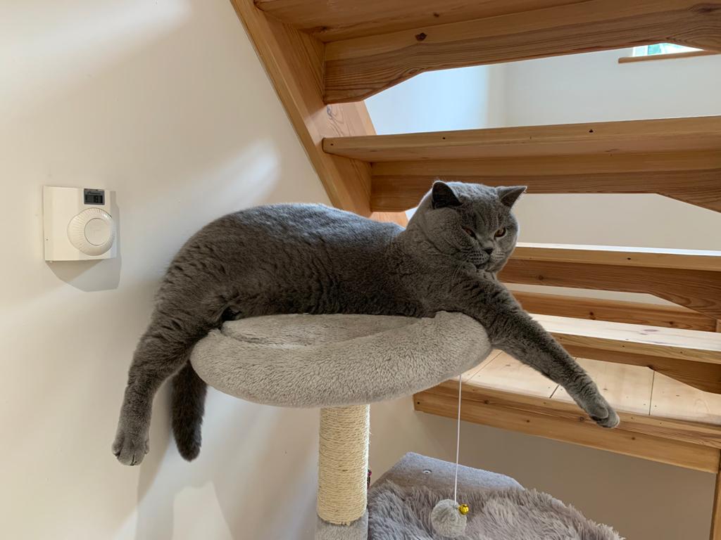 SullyBSH's tweet photo. Because I've still not had a new cat bed provided I've resorted to swimming front crawl 😹🐾💙
#CatsOfTwitter #FridayFeeling https://t.co/Wjb3BE8aL9