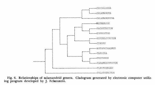 Check out Fig 6 featuring a phylogeny "generated by electronic computer utilizing program developed by J. Felsenstein".Is this the earliest cladistic analysis for amphibians?Wake & Özeti 1969. Evolutionary relationships in the family Salamandridae  https://doi.org/10.2307/1441702 