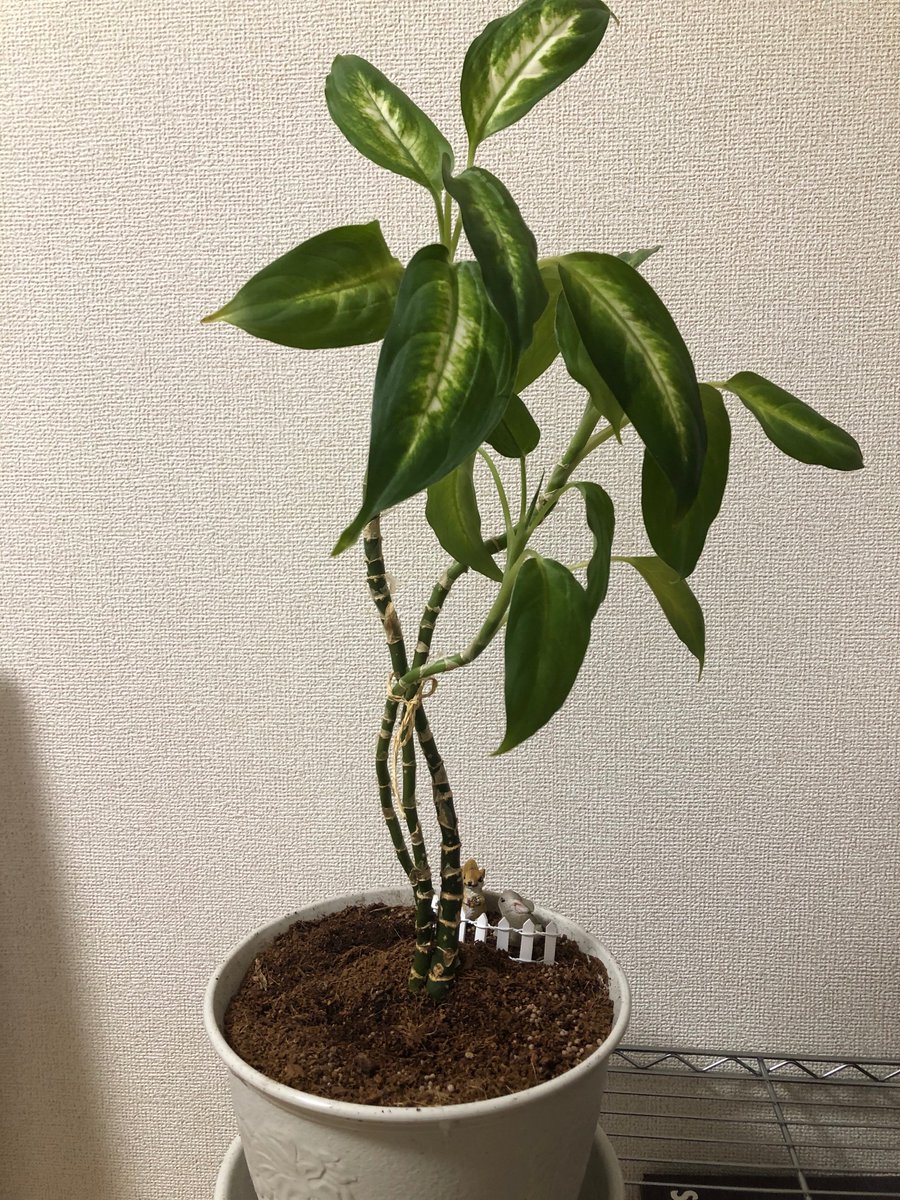 Top Tweets For 名前分からない Twstalker