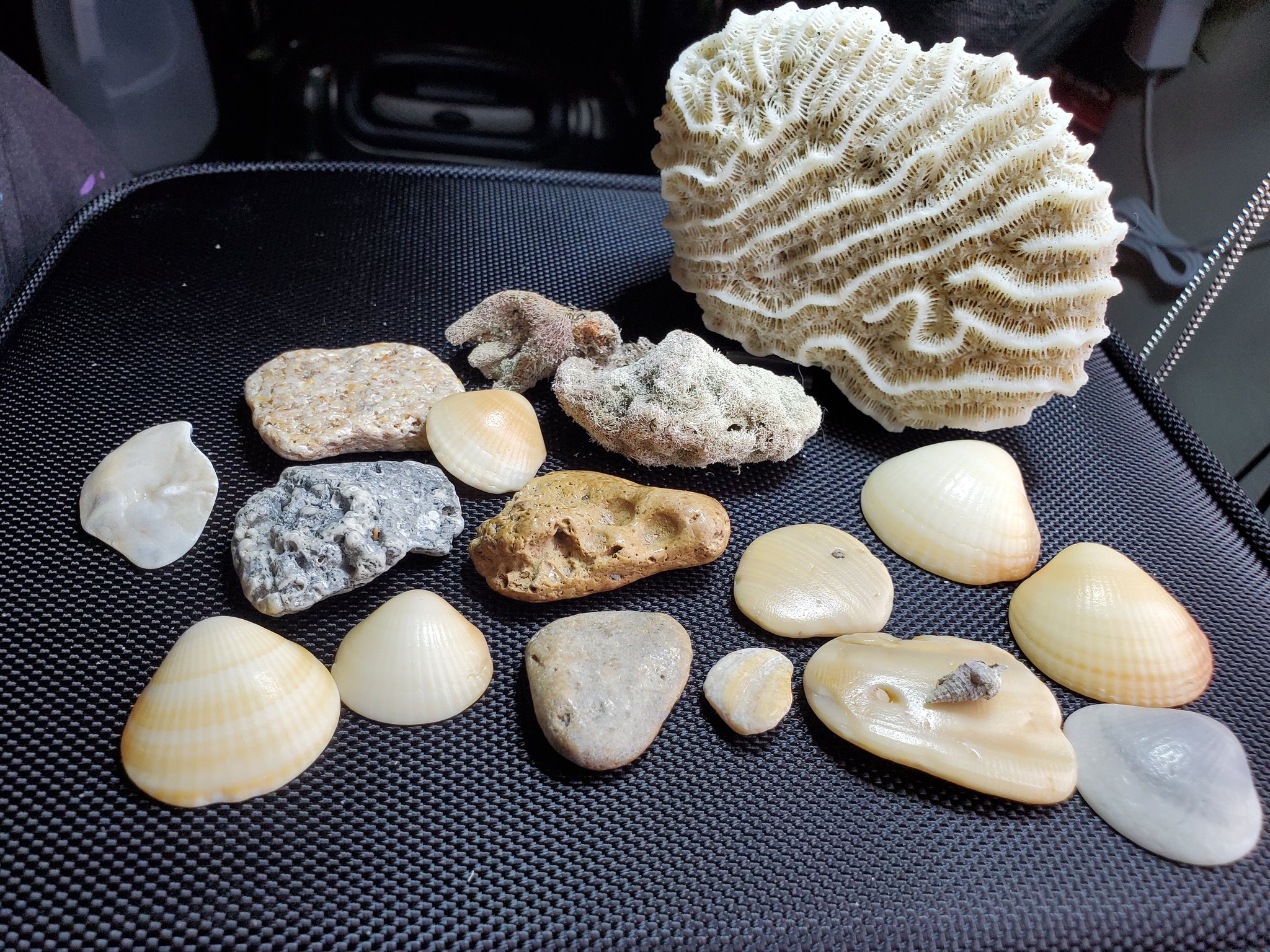 My awesome finds of FL ?
#SaltLife #fossil #shells https://t.co/BZ8bpMKk7H
