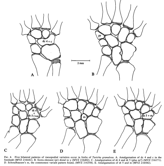 This remains one of my all-time favorites. Not a lot of papers out there featuring "Schmaulhausen's m". @NeilShubin, Wake, and  @CrawfordAJ 1995 Morphological variation in the limbs of Taricha granulosa (Caudata: Salamandridae)  https://doi.org/10.1111/j.1558-5646.1995.tb02323.x