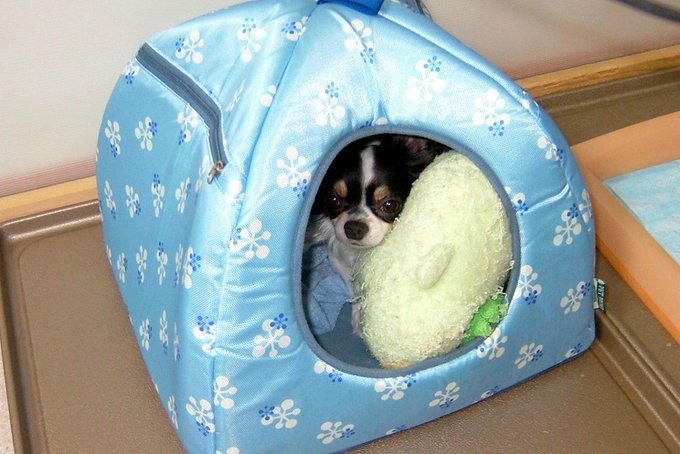 老犬倶楽部天国支部のtwitterイラスト検索結果