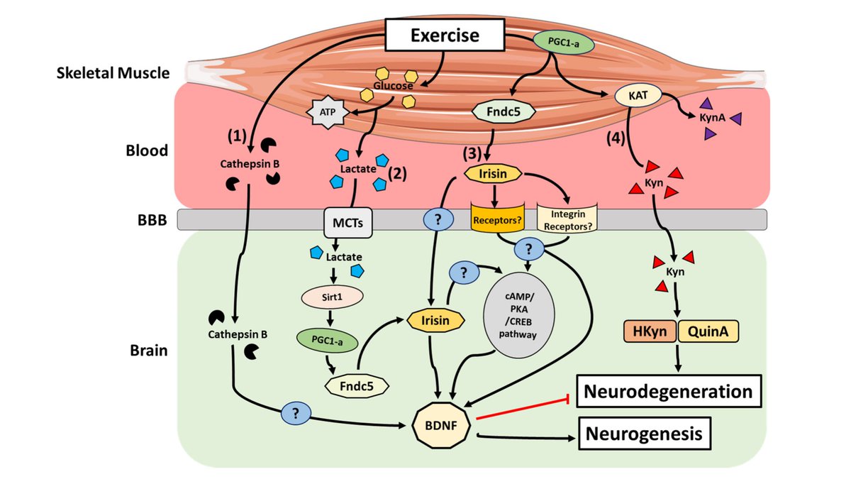 Molecular Mechanisms Underlying The Beneficial Effects Of Exercise On Brain Function And Neurological Disorders Kevin Nay Et Al Int J Mol Sci Www Mdpi Com 1422 0067 22 8 4052 Pic Twitter Com 02vcxrgi Christophburch