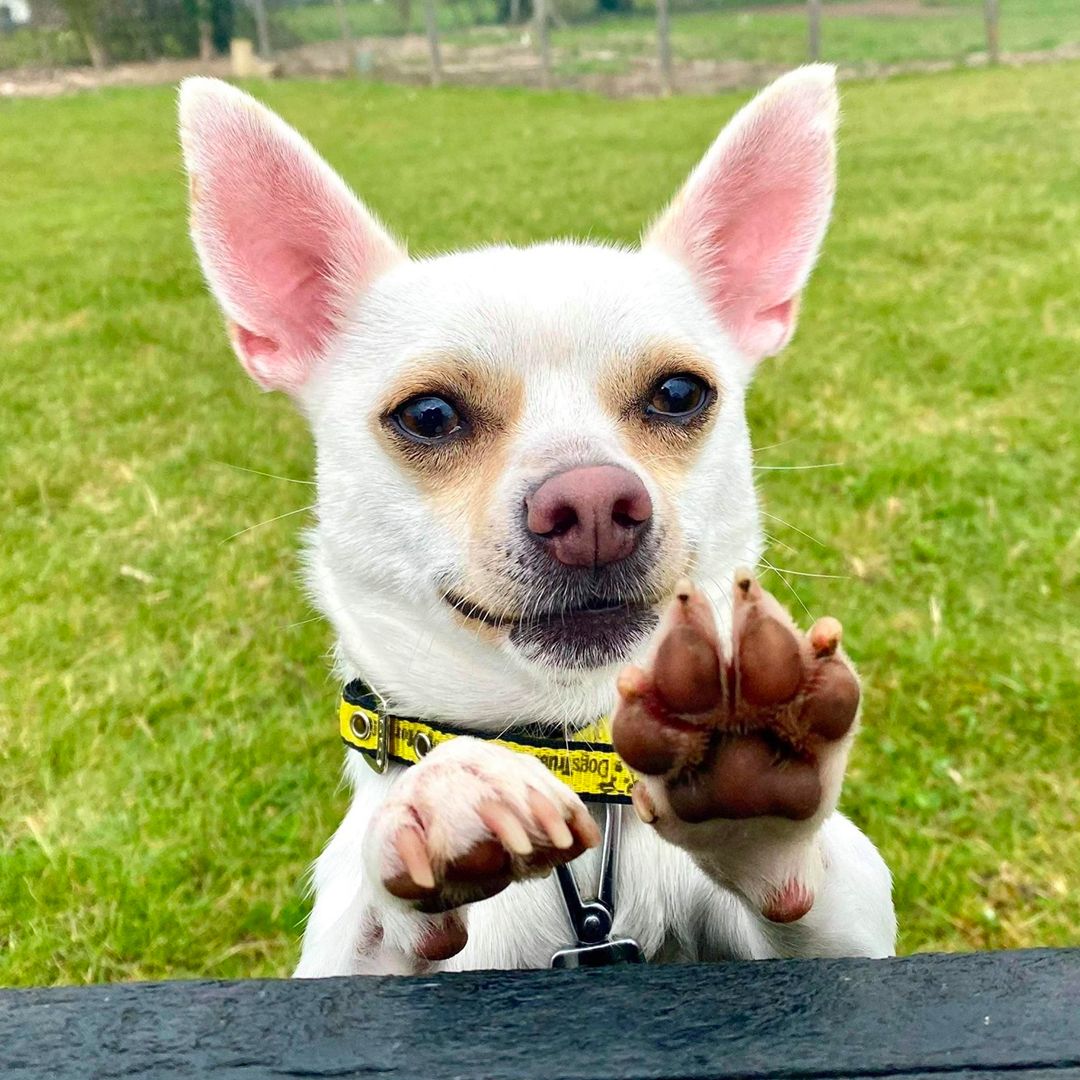 dogsyofficial's tweet photo. All animals deserve a loving and happy home and we're thrilled to partner with our pals @dogstrust 

Be a part of the incredible work they do by sponsoring a dog or by shopping our Dogsy x Dogs Trust collection this #NationalAdoptAShelterPetDay 

Shop Now: https://t.co/PKGMMFwGoT https://t.co/a3TAUc7xiJ
