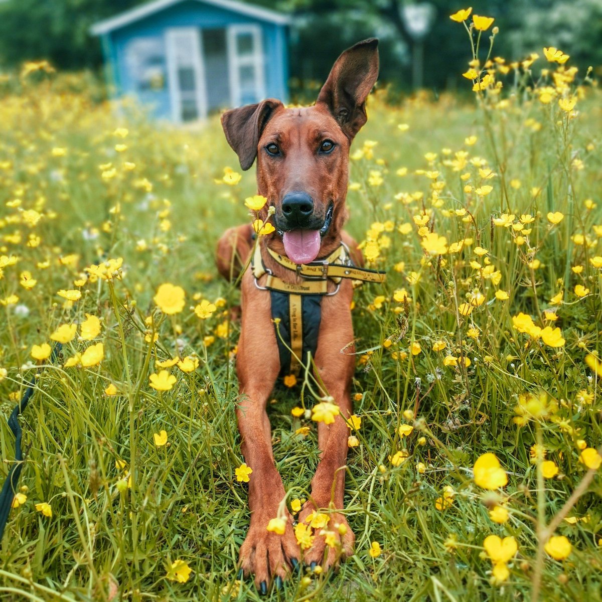 dogsyofficial's tweet photo. All animals deserve a loving and happy home and we're thrilled to partner with our pals @dogstrust 

Be a part of the incredible work they do by sponsoring a dog or by shopping our Dogsy x Dogs Trust collection this #NationalAdoptAShelterPetDay 

Shop Now: https://t.co/PKGMMFwGoT https://t.co/a3TAUc7xiJ