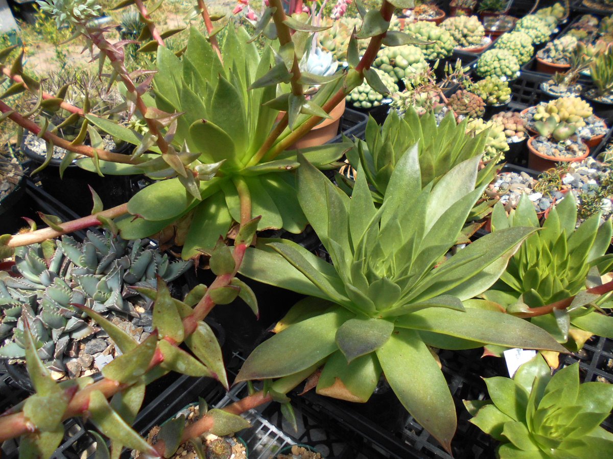 みどり仙女盃．こっちもワシャワシャ咲き始めました．

別種扱いから結局brittoniiに統合されたって理解でいいんかなぁ。

あたしは非常に好きですが、まぁ～人気はないのだろうなあ　はっは