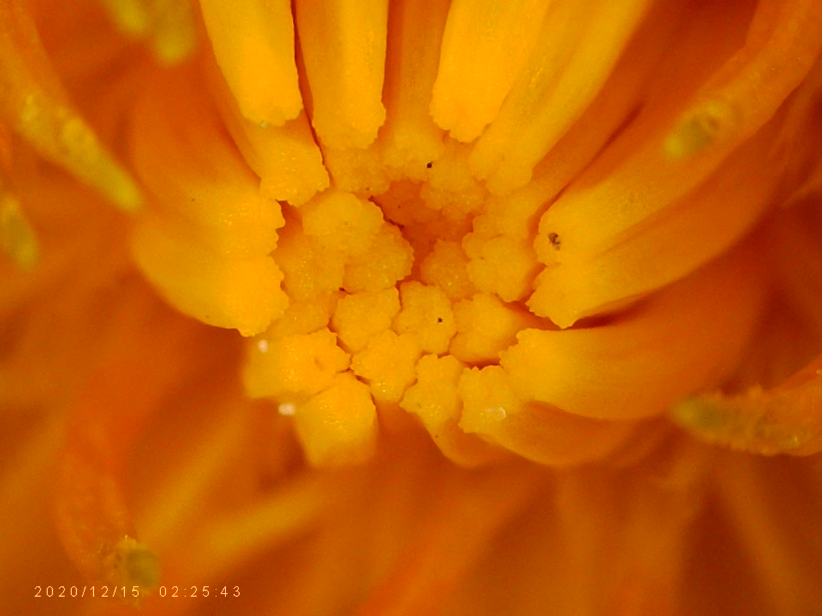 1000_stuff's tweet image. Dandelion x1000