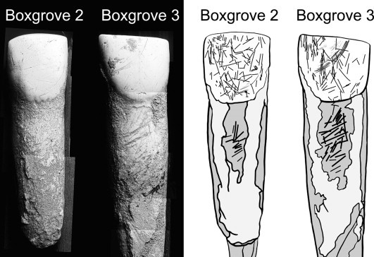 kaufmanelij's tweet photo. Homo heidelbergensis | Boxgrove 2 &amp; 3, lower incisors from 500kya England. Scratches on the crown, seen here, are possibly from tools slipping while individuals cut things held in their teeth, a behavior observed in modern hunter gatherers #FossilFriday https://t.co/y8DU56rhiA https://t.co/u2MER76I49