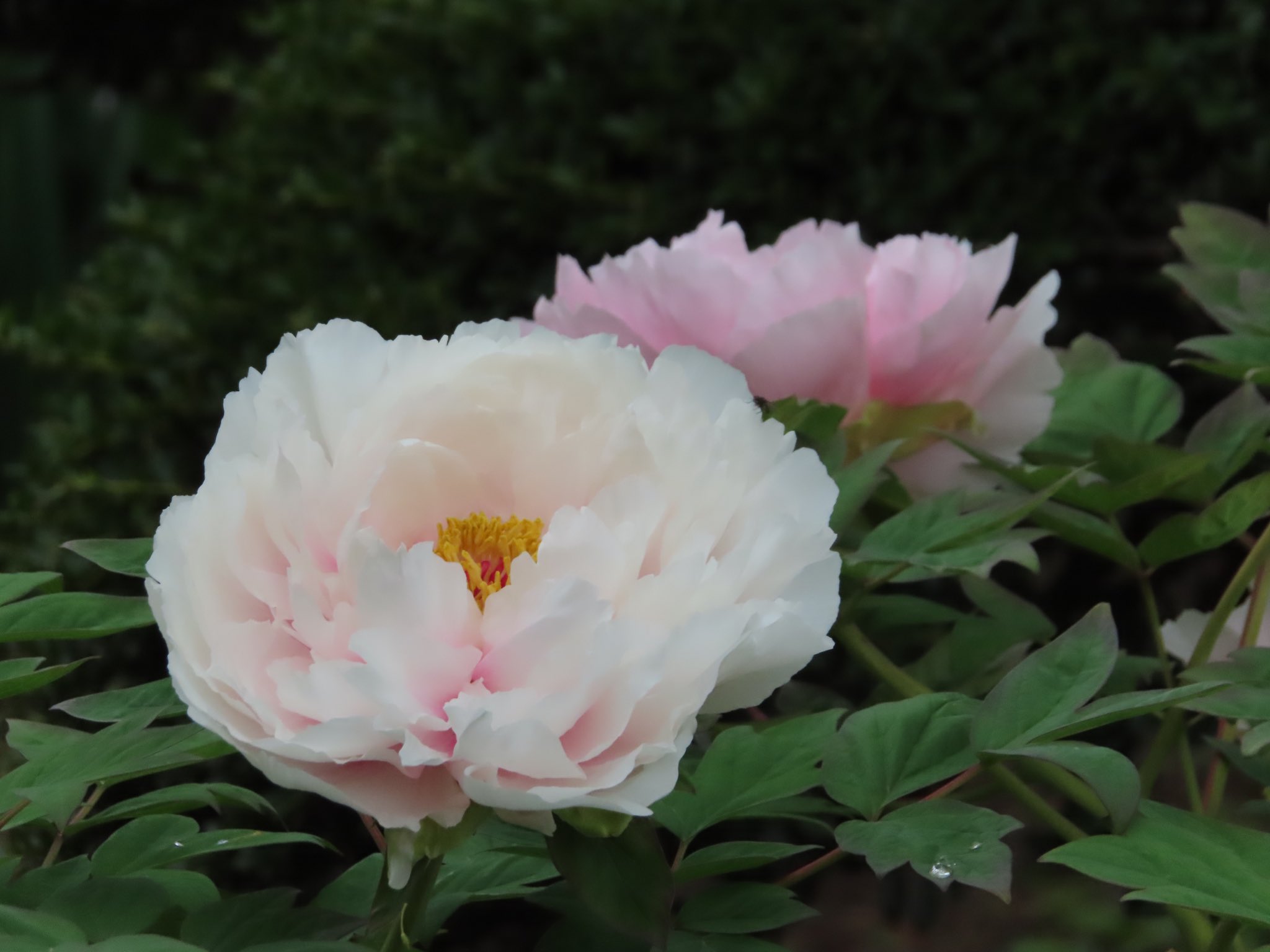 木本植物 Twitter Search Twitter
