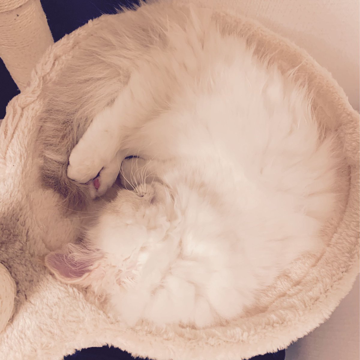 ▸▸▸ あいちん tweet media