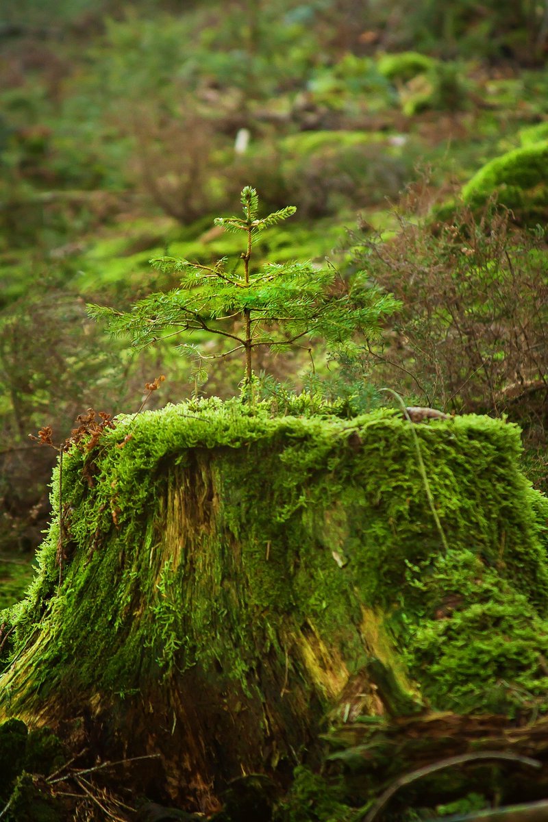 Сфагнум в лесу. Мхи бриофиты. Мох обыкновенный Лесной. Бритский мох. Зевыкинский мох.