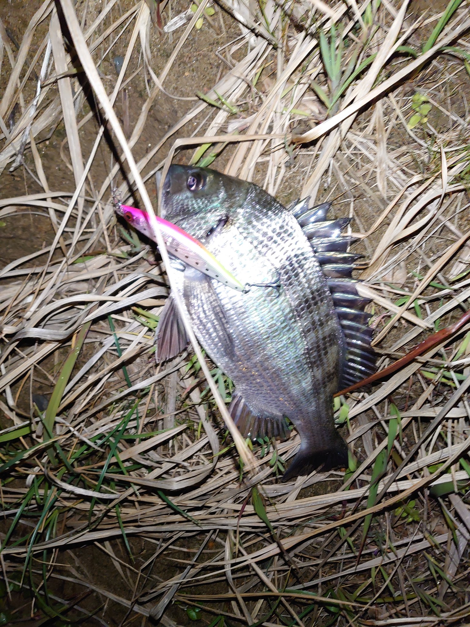 桑原 勇介 Kstfc所属 今夜の退勤フィッシングは アジ メバルを釣りたい気持ちを抑えて湾奥シーバス調査に 去年の今頃に釣ったので そろそろイケるんじゃないかと期待してたのですが シンペンでまさかの初チヌ ホントにここは何でも