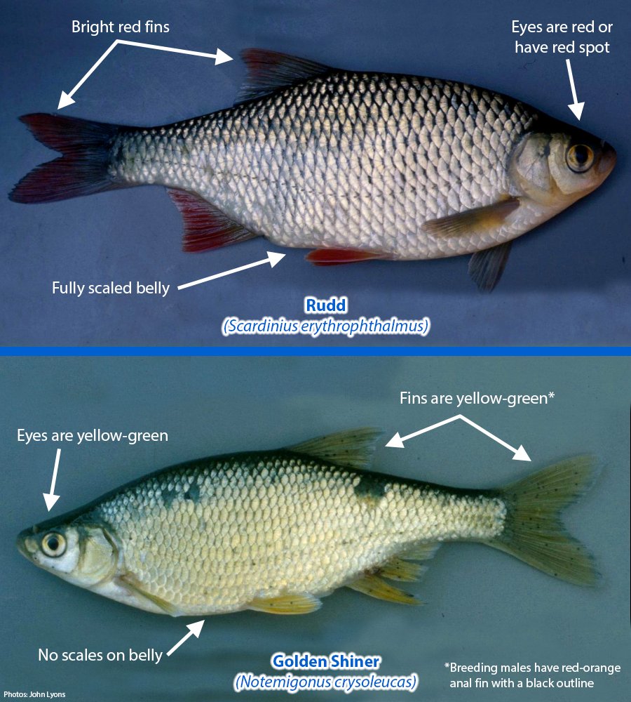 Invading Species on X: Golden Shiners (Notemigonus crysoleucas) are an  important baitfish species that could be negatively impacted by the  establishment of invasive Rudd (Scardinius erythrophthalmus) through  hybridization, and competition for food
