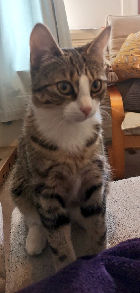 So I'm a little bigger than in the last post 😹. 4kg ish of pure mischief!