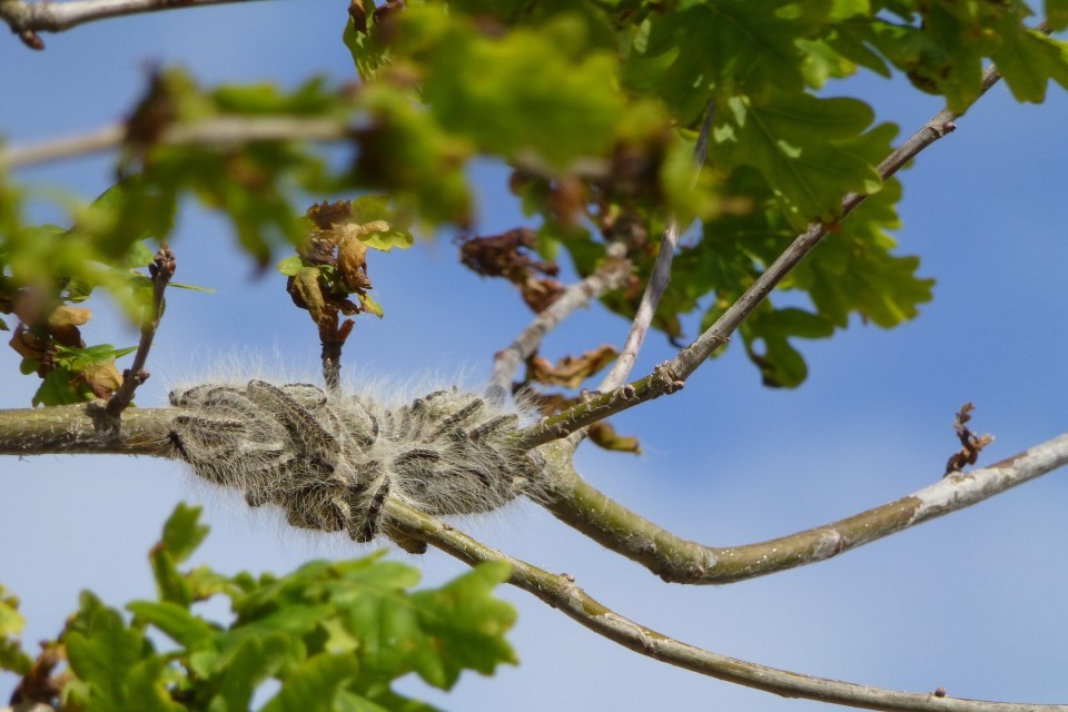 royal_forestry's tweet image. Public to report sightings of oak processionary moth which can cause itchy rashes, eye and throat irritations, The greatest risk period is May to July when the caterpillars emerge and feed before turning into adult moths. #opm #treepests . How to report
ow.ly/yede50EzXLr