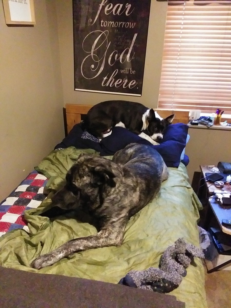 ThomasMnch12's tweet photo. Lulu and Yappa https://t.co/EzXUTw4wnp