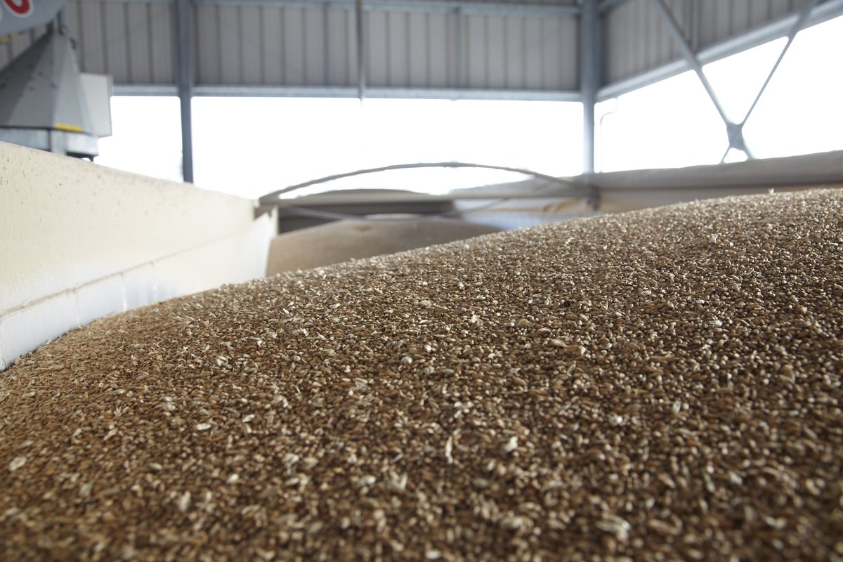 FrontierAg's tweet image. Get the latest #wheat market news from Frontrunner, Frontier’s weekly #grain report: “Wheat and #corn futures continued to drive higher earlier this week, setting new contract highs. US markets reached their highest level for…” bit.ly/2QBZ6yg