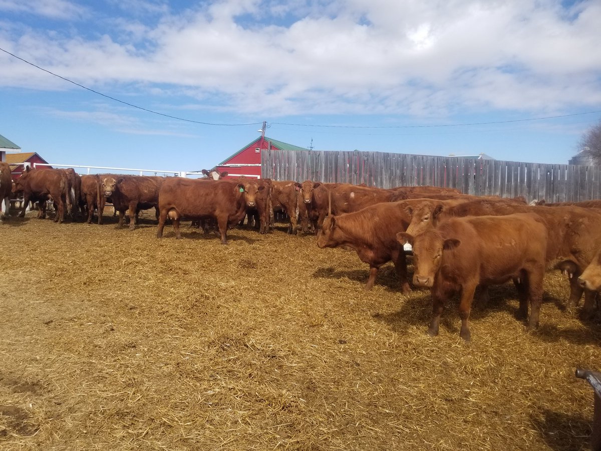 grassncows's tweet image. Had a fun morning on a timed AI project with a great young family! #notArtificialIntelligence #theRealAI #SexedSemen