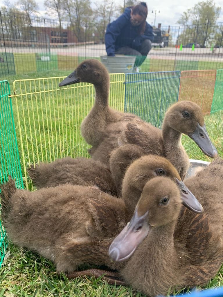 MassDigiStudios's tweet photo. Some of our devs met Olly and Opal at the @BeckerCollege petting zoo today!
#beckercollege #gamedev #indiedev #indiedev #ducks #chickens @BeckerGames1 #CuteAnimals https://t.co/7v8rtM5Dr9