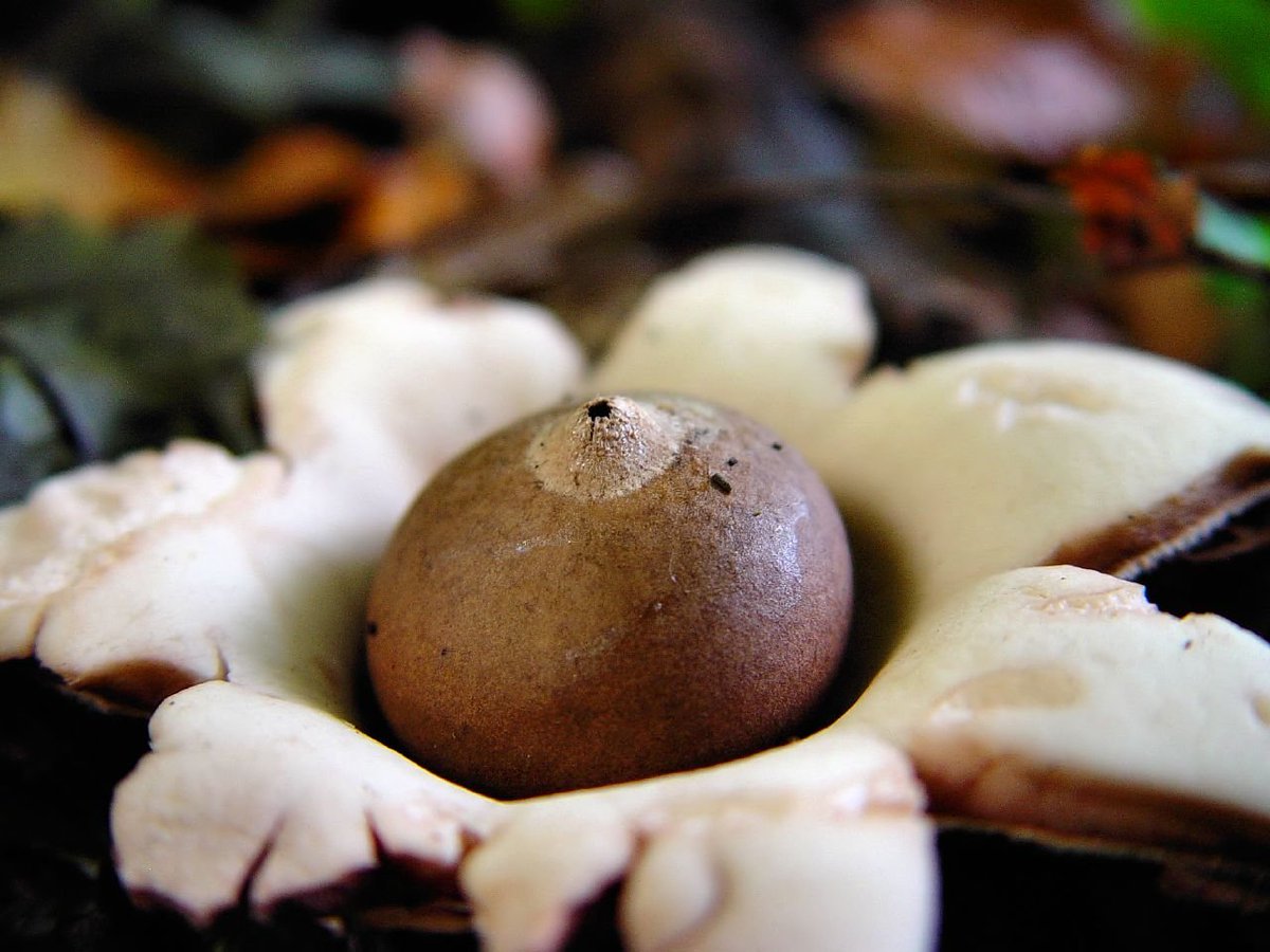 MydecineIG's tweet photo. The #GeastrumTriplex / #TriplexEarthstar is a fungus found in hardwood forests in Britain, Ireland &amp; North America. It initially resembles a small brown bulb before bursting open into pointed rays, w/ a star-shaped collar that the fruiting body sits in. #FungiFriday #MYCOsoul https://t.co/dp8EVZXe3S