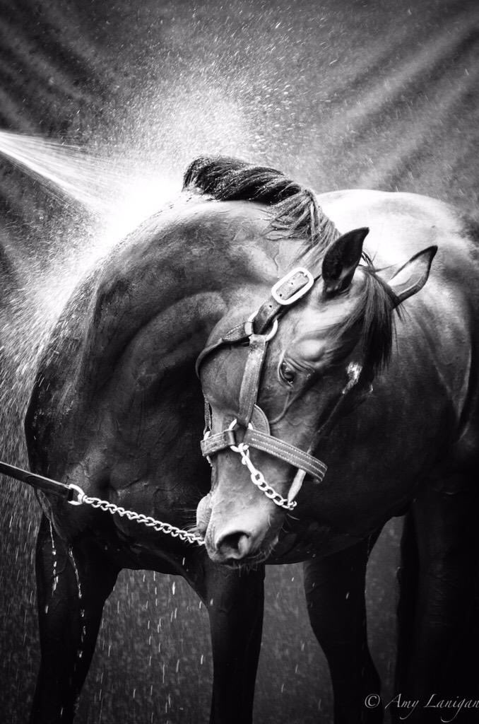 CAMELOT <a href="/coolmorestud/">Coolmore</a> winner of the QIPCO 2000 Guineas <a href="/NewmarketRace/">Newmarket Racecourse</a> in 2012

📸 <a href="/amylanigan1/">Amy Lanigan Photos</a>