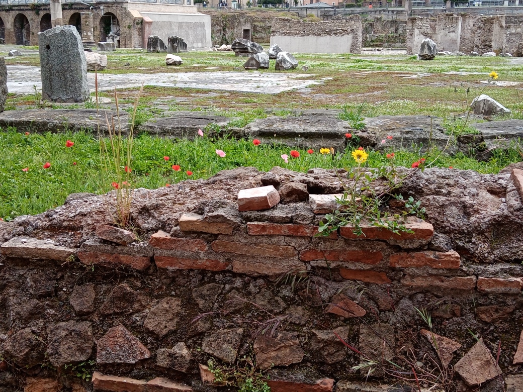 DavidInsaidi's tweet photo. #mercatiditraiano #roma #foriimperiali #anticaroma #primavera #primaveraromana #fiori #archeologia https://t.co/uWwFIN3QhU